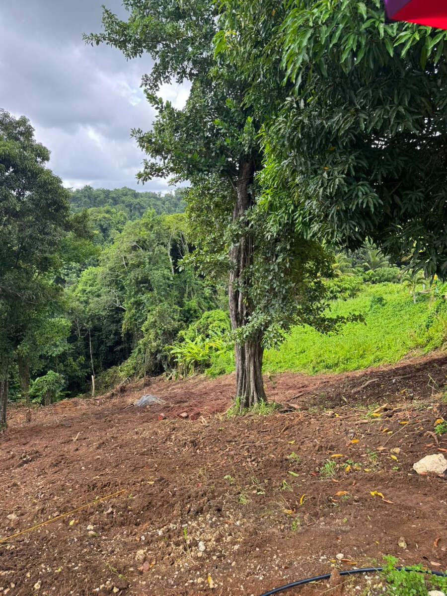 TERRAIN TABANON PETIT-BOURG